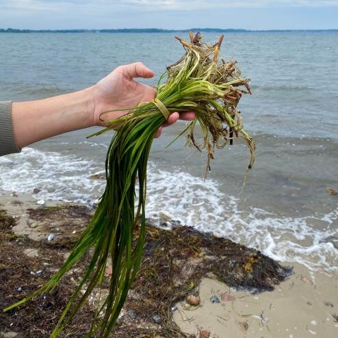 Entnommenes Seegras mit Wurzeln wird am Strand gezeigt