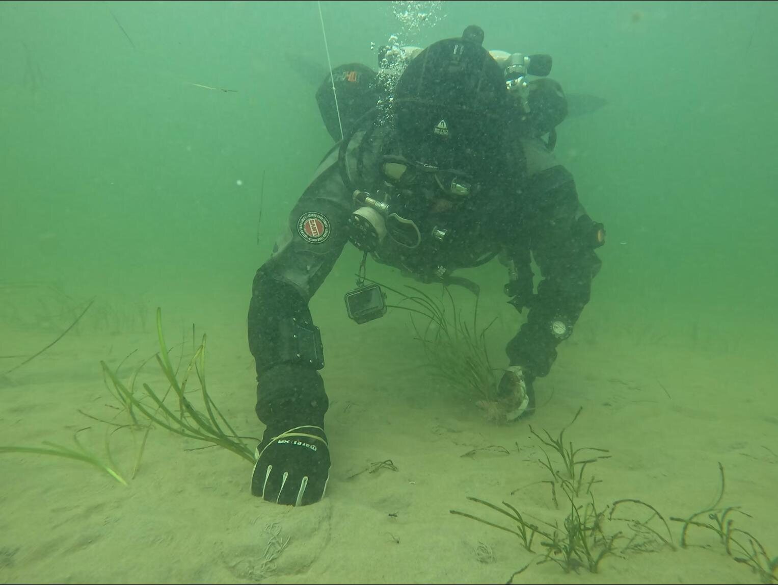 Taucher setzt einen Seegrastrieb vorsichtig in den Meeresboden