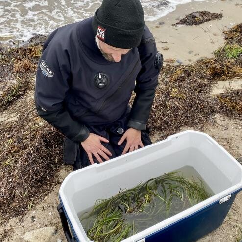 Seegraspflanzen werden an Land in einer Wanne vorbereitet