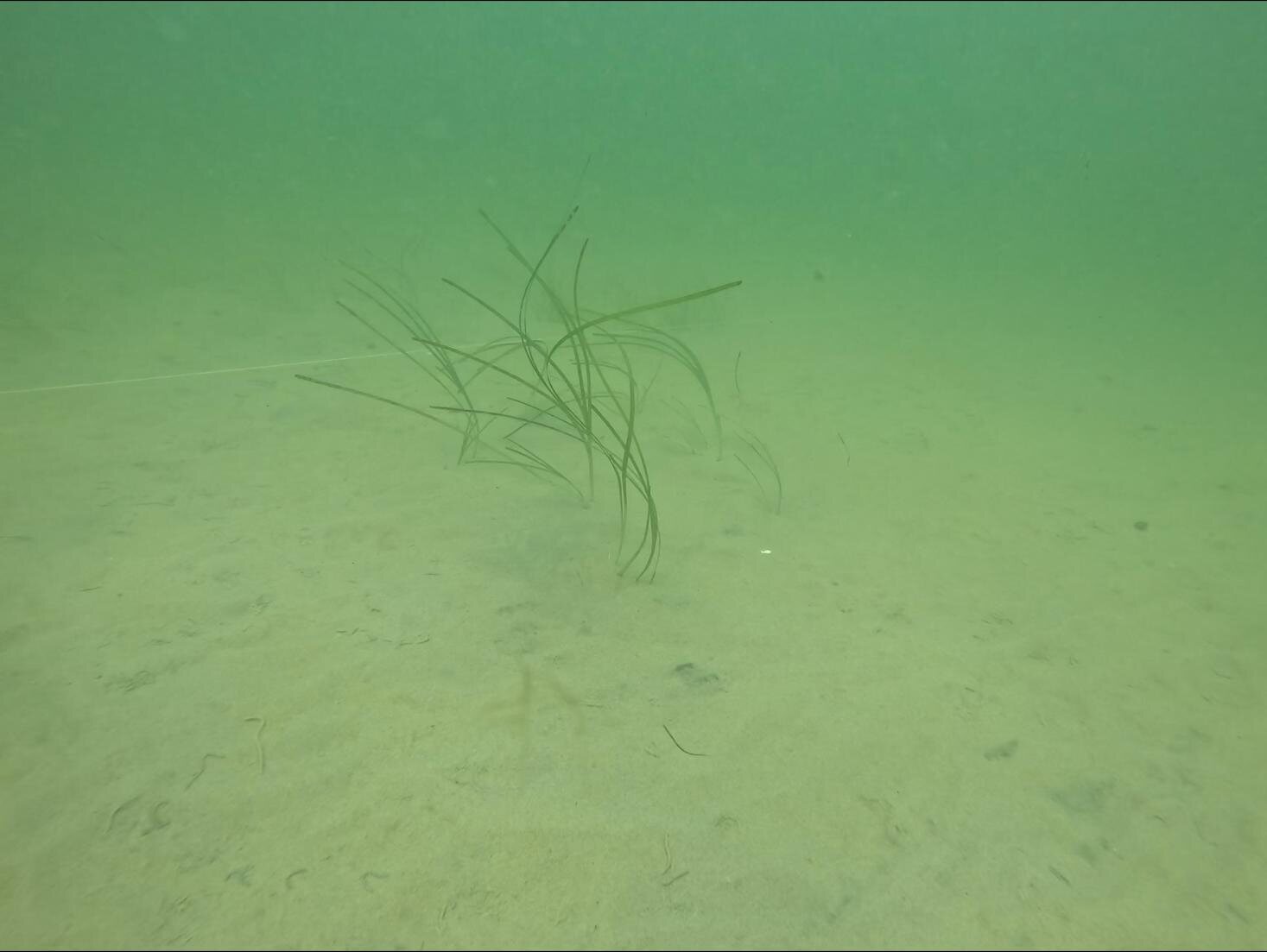 Freie Sandfläche mit einzelnen Seegrastrieben unter Wasser